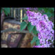 lilac thumbnail