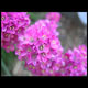 pink thumbnail