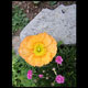 poppy thumbnail
