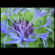 purple thumbnail