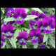 violets thumbnail