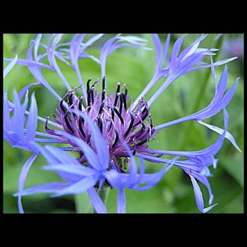 purple_390px